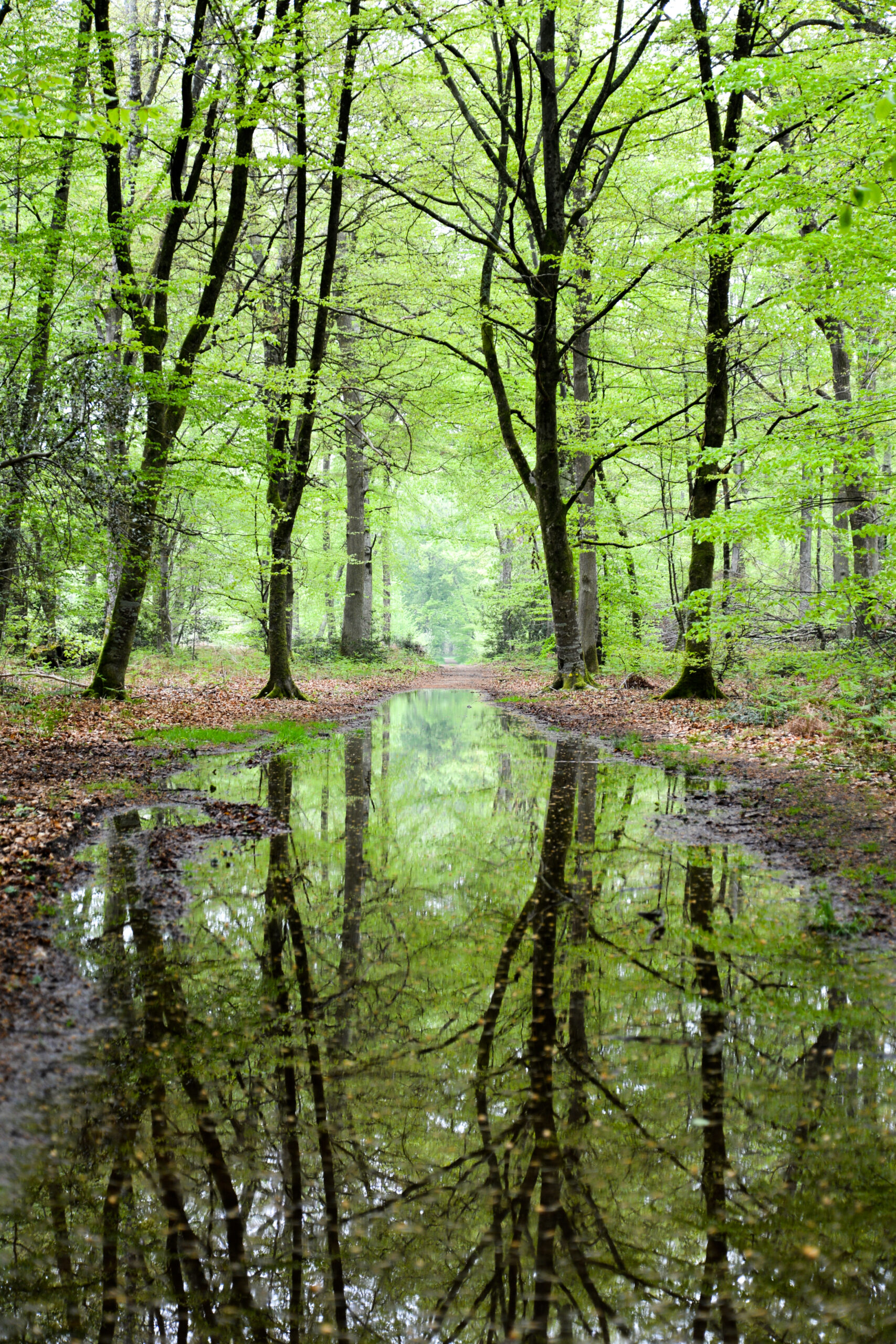 Chemin et réflexion